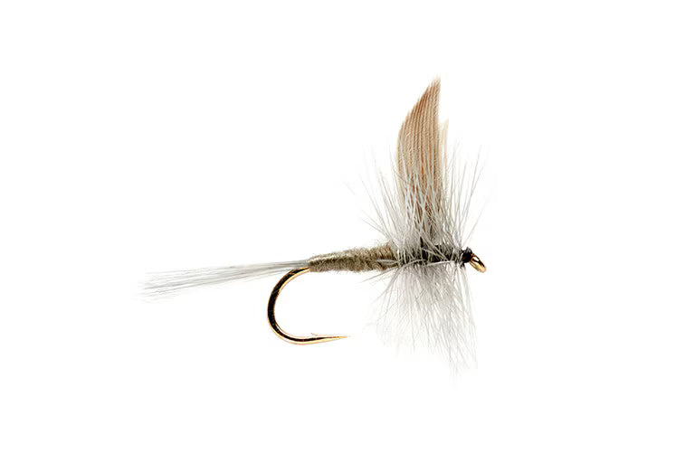 Blue Dun S18