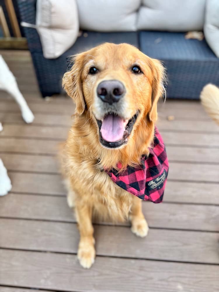 Flannel Dog Bandana