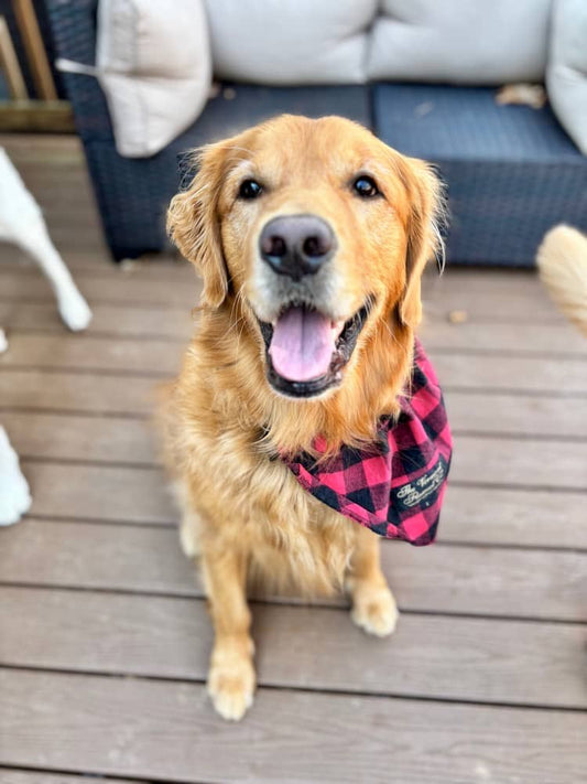 Flannel Dog Bandana